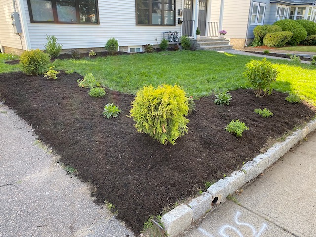 Pollinator Plantings in Medford, MA